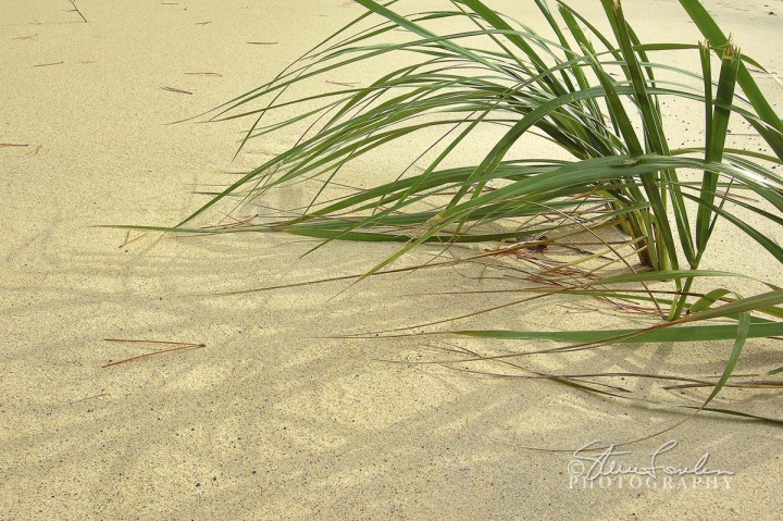 BD006-Beach-Grass-Pine-Needles.jpg