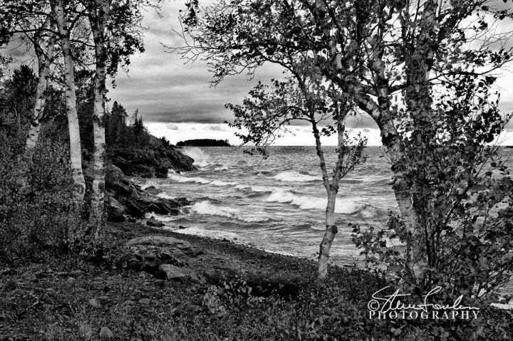 BD011-Lake-Superior-Birch-Study-6.jpg