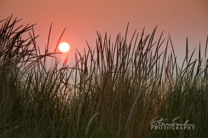 BD140-Sunset-Beachgrass-2.jpg