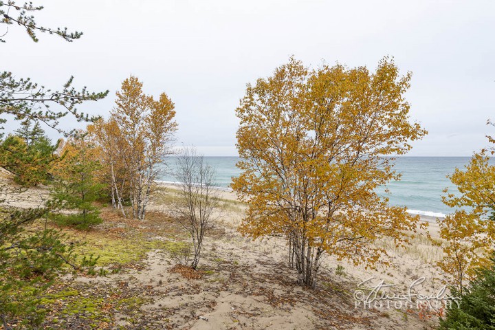 BD166-Lake-Superior-Birches-From-The-Trail.jpg