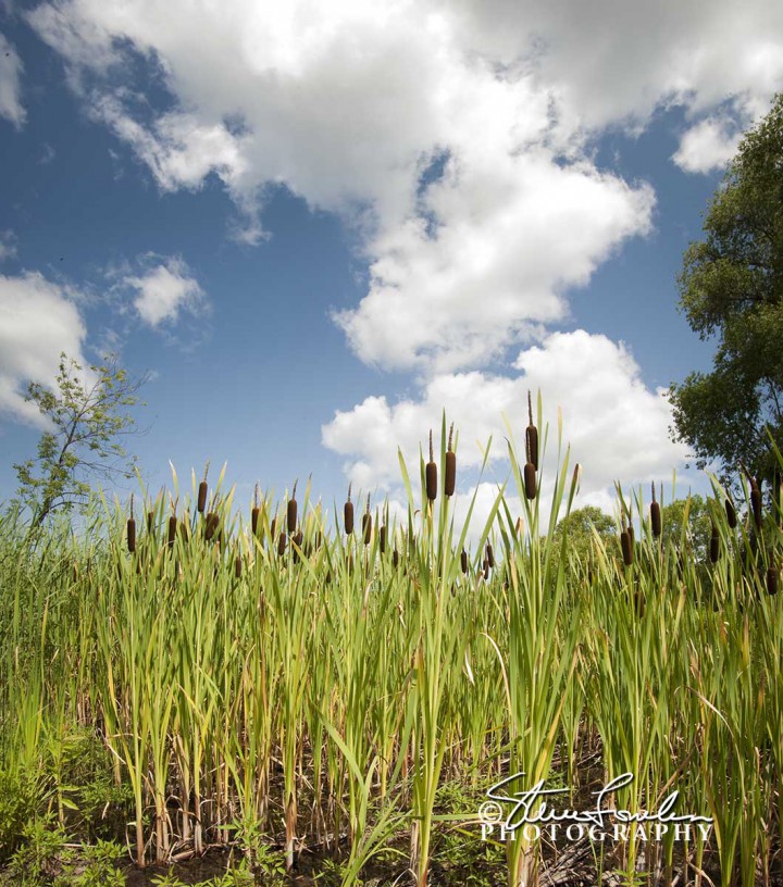 FLR002-Cattails-And-Clouds.jpg