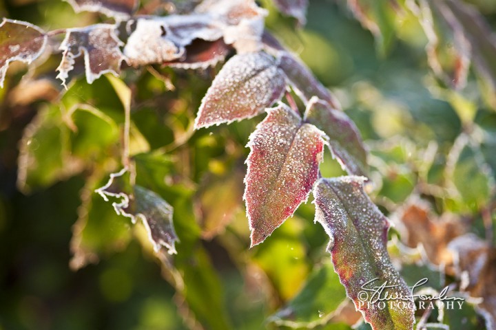 FLR033-Frosted-Holly.jpg