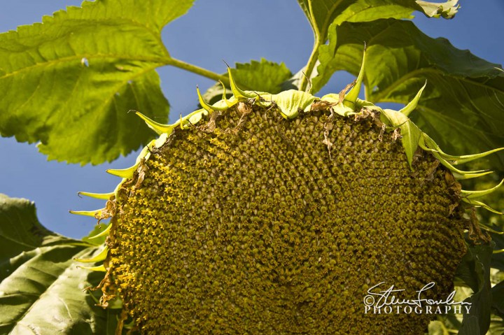 FLR079-Sunflower-1.jpg