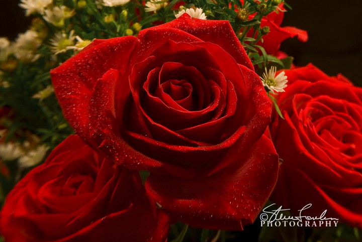 FLR119-Red-Roses-1.jpg