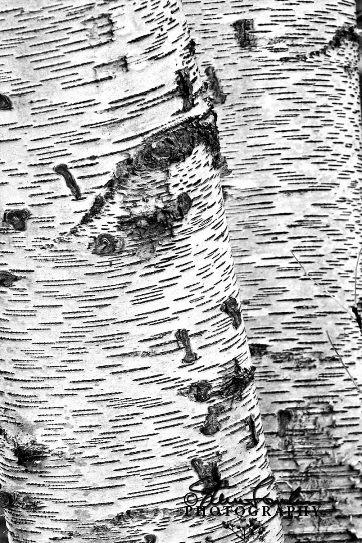 TRE051-Birch-Detail-2.jpg