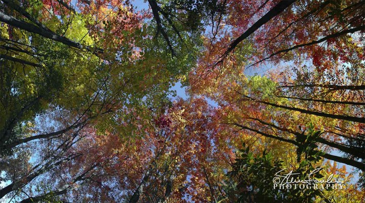 TRE155-Autumn-Treetops.jpg
