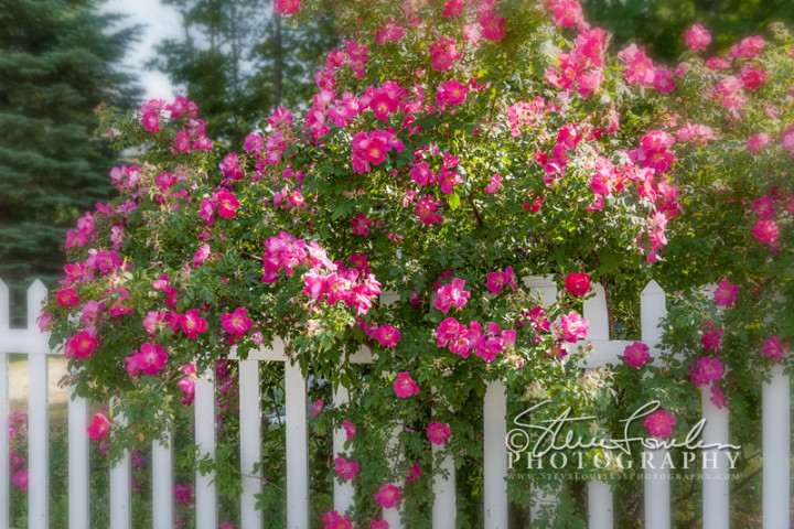 FLR136-Rose-Bush-And-Picket-Fence-Vignetted-watermarked