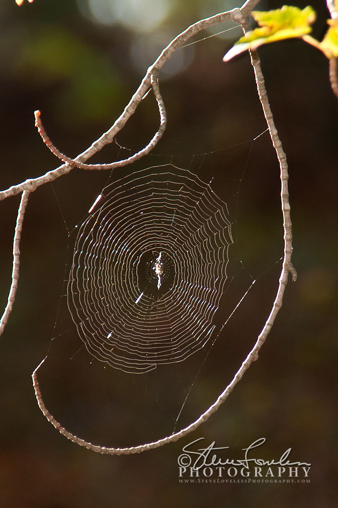 MSC352-Spider-Web