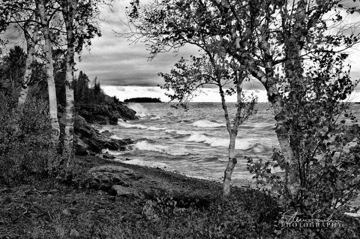 BD011-Lake-Superior-Birch-study.jpg