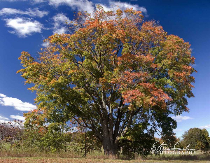 TRE043-Big-Tree-Autumn.jpg