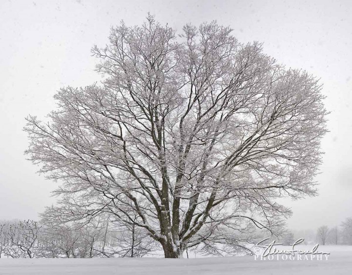 TRE044-Big-Tree-Falling-Snow.jpg