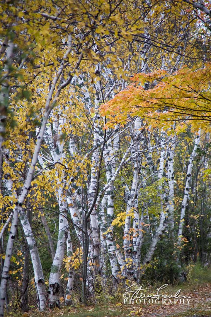 TRE070-Camp-Birches.jpg