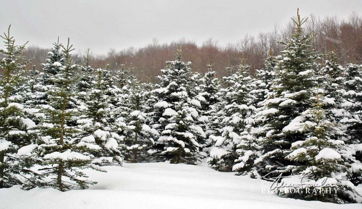 TRE170-Winter-Pines-4.jpg