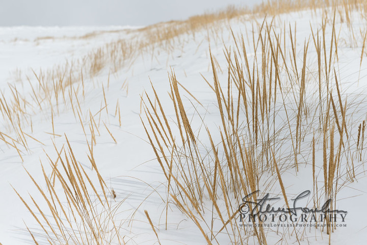 BD265-Dunegrass-In-The-Snow-