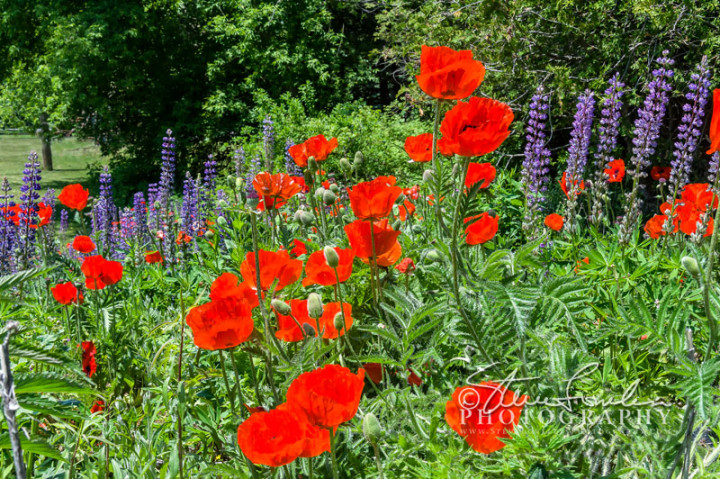 FLR143-Poppies-And-Liatris-watermarked